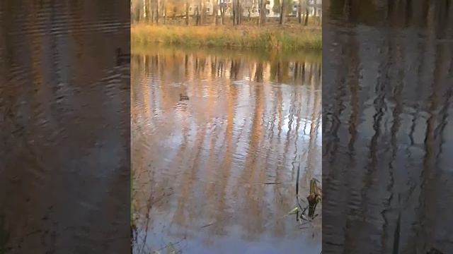 Жигулёвск. Утки в центре города супер!!! смотреть онлайн