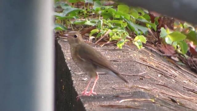 Siberian Blue Robin (female) смотреть онлайн