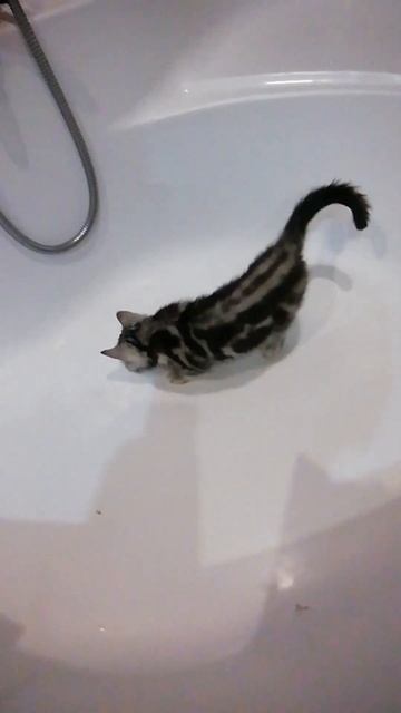 русская Кошка залезла в ванну чтобы сходить в туалет! 🇷🇺😂 смотреть онлайн