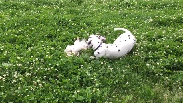 Pongo and Chip смотреть онлайн