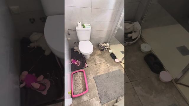 Как приручить дикого котенка часть 1 смотреть онлайн