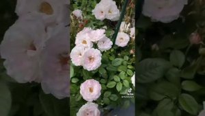 Роза хамелеон 🥰🌹#розы#