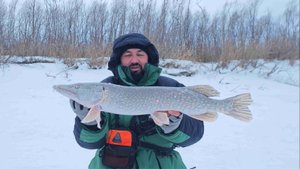 Судак, щука поиск на Водохранилище и в русловых корягах