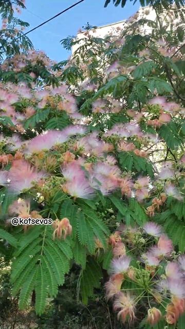 Красотаааа и слегка уловимый аромат