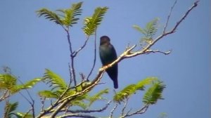 Dollarbird (Eurystomus orientalis) Восточный Широкорот