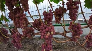 Ультра ранние сорта винограда . Обзор виноградника на  02.08.2024г.