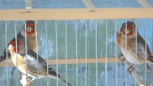 Гибриды щегла с краснодерёвой канарейкой