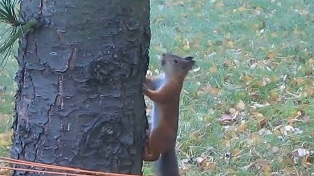 Просто Белка смотреть онлайн