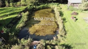 Водоросли в водоёме