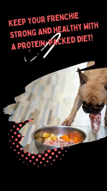 Protein-Packed Diet for Frenchies
