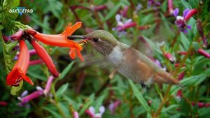 ▽ 20 животных с невероятными способностями