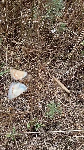 Спаривание Бабочек Голубянок. Крым Севастополь 29.07.2023 смотреть онлайн