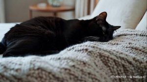 Белая кошка Черный кот (3 серия)