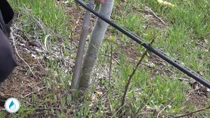 Формирование яблони в саду интенсивной технологии. Крым, Бахчисарай