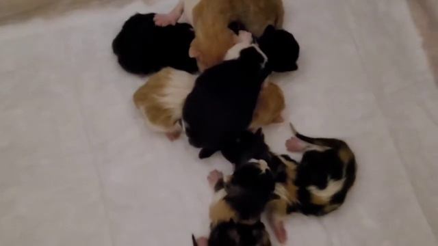 Кошка родила шестерых котят смотреть онлайн