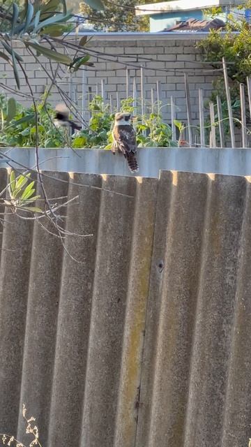 Willy Wagtail bird fighting Kookaburra смотреть онлайн