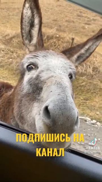 ОСЕЛ ЗАЛЕЗ В МАШИНУ смотреть онлайн