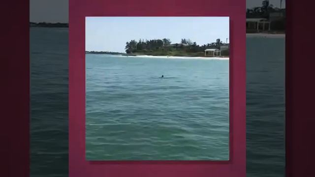 Сарасота 2018 Дельфины смотреть онлайн