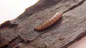 Larva of Drab Wood-soldierfly (Solva marginata)