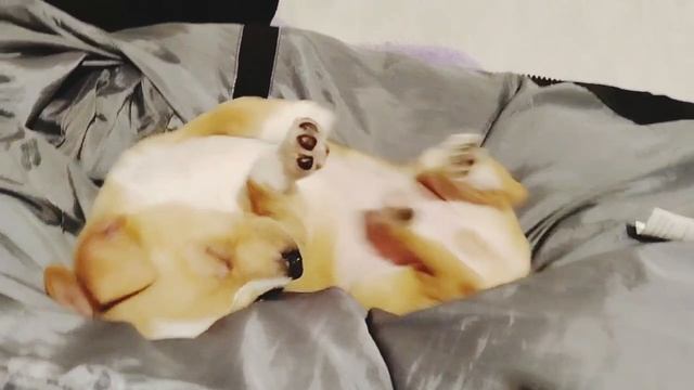 Лютик