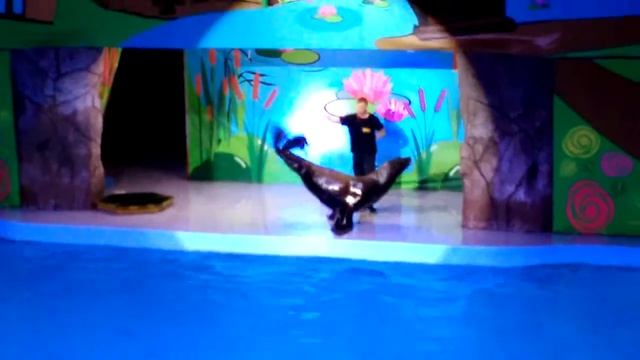 Лазаревский дельфинарий, часть 3 смотреть онлайн