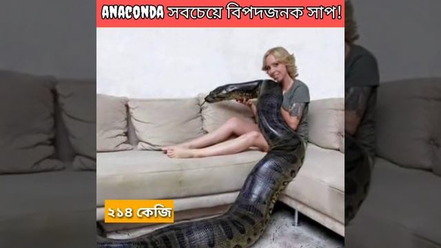 Anacondas with a woman relationship in Bengali/fact about anaconda🐍/mayajaal/#short#youtubeshort смотреть онлайн