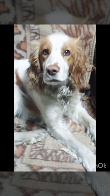 🥱сонная собака🐶