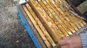 Ускорить развитие пчёл весной