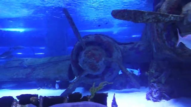Океанариум Анталия смотреть онлайн
