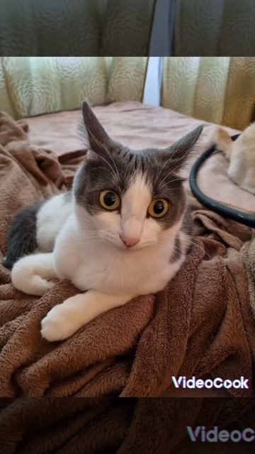 #кошка #музыка #кошки #домашниеживотные #любимыйпитомец #хочуврек #котенок #