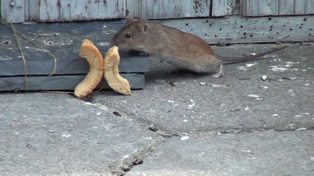 Brandmus смотреть онлайн