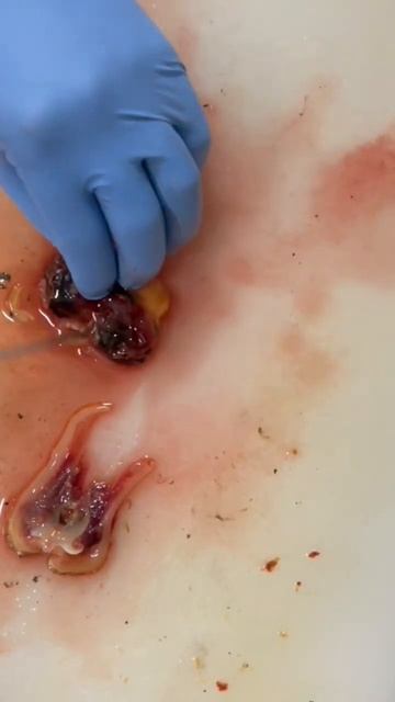 赤貝をもらったので捌いていくっ！#shorts #赤貝　#料理 #料理男子 #釣り #酒の肴 #晩飯 #ロードスター #旧車 смотреть онлайн