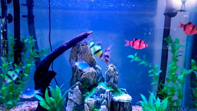 Tiger barb - Puntigrus tetrazona смотреть онлайн