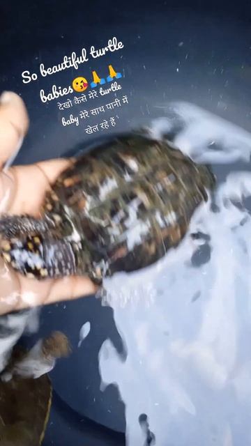 Real Turtle /Funny Turtle Video🐢🐢🐢#shorts #turtle #tortoise #funny