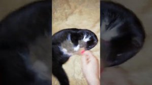 Норка Нора играет