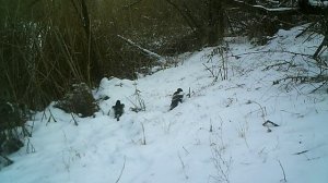 Сороки