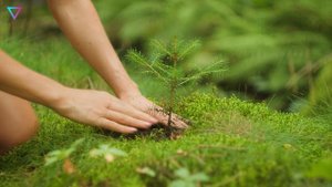 ▽ Что будет, если засадить деревьями всю Землю