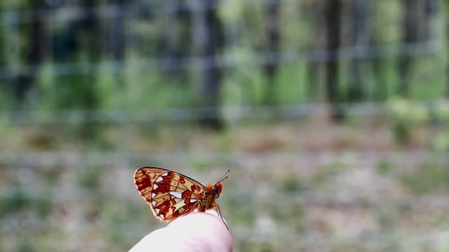 Pearl Bordered Fritillary - A little magical encounter in the New Forest смотреть онлайн