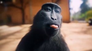 ￼Обезьяна улыбается в камеру