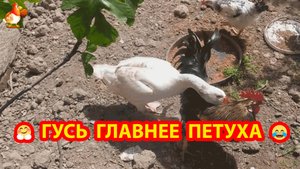 Гусь главнее Петуха ⁉️❣️🤗