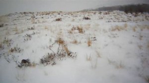 Охота на зайца 2015-2016. Охота на зайца с подхода.Тропление зайца.