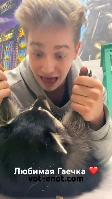 если хотите познакомиться с Гаечкой, срочно бегите в Вот Енот СПб!!! #raccoon #animal #енот #funny смотреть онлайн