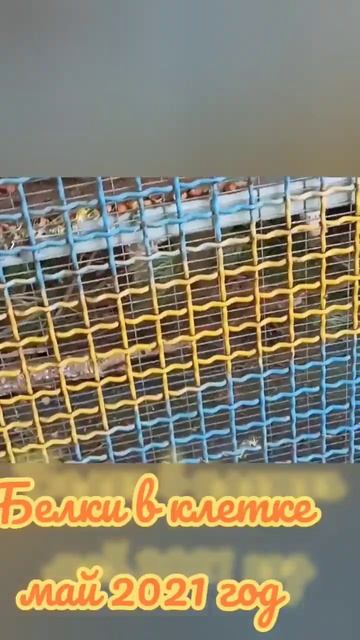 Были БЕЛКИ в клетке 2021 году/ #белка /#клетка /#shorts смотреть онлайн