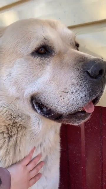 Любит комплименты слушать😁#alabai #dog #алабай #алабайвидео #омск #dogvideo смотреть онлайн