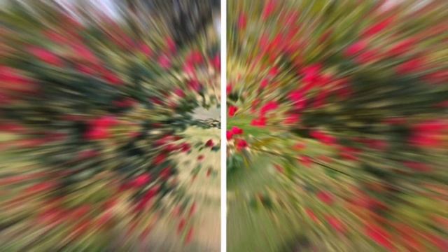 oneplus 11 vs iqoo 12 camera comparison  ?