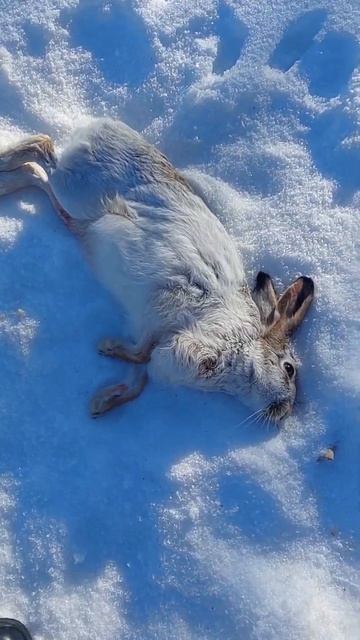 Зимняя охота на зайца смотреть онлайн