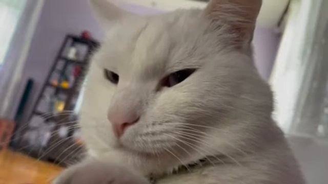 Мой кот Беляш -Бдюн Бдюнович Бдюнов;) смотреть онлайн