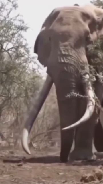 BIGGEST LAND MAMMAL🦣 that i've ever seen #mammalia #elephant #animals #shortsfeed смотреть онлайн