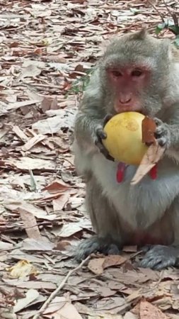 VID20240326152840 watch Monkey | Monkey button popular monkey Cambodia