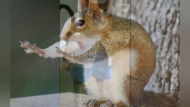 Фото смешных животных/Photo of funny animals смотреть онлайн